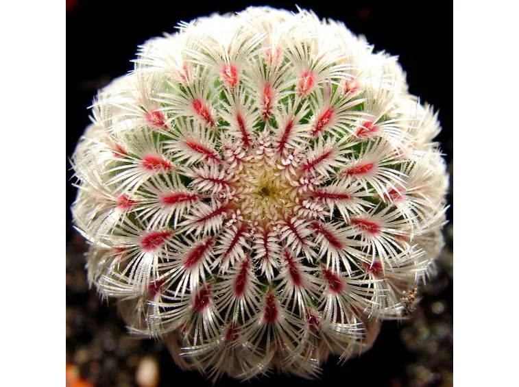 Malattia piante grasse