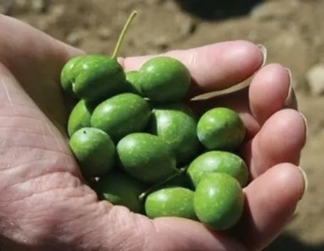 olive segnate