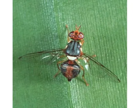 mosca dell'olivo