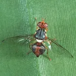 mosca dell'olivo