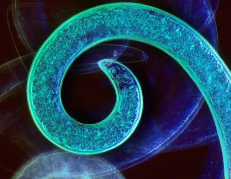 Nematodi formalina