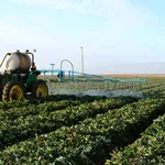 Trattamento fungicida meccanico
