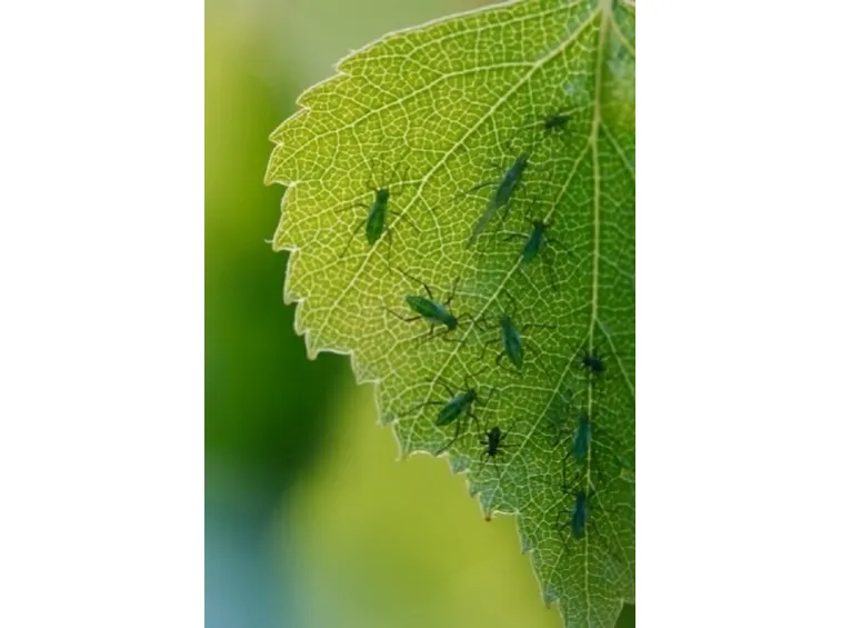 foglia parassitata