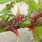 Pidocchi delle rose