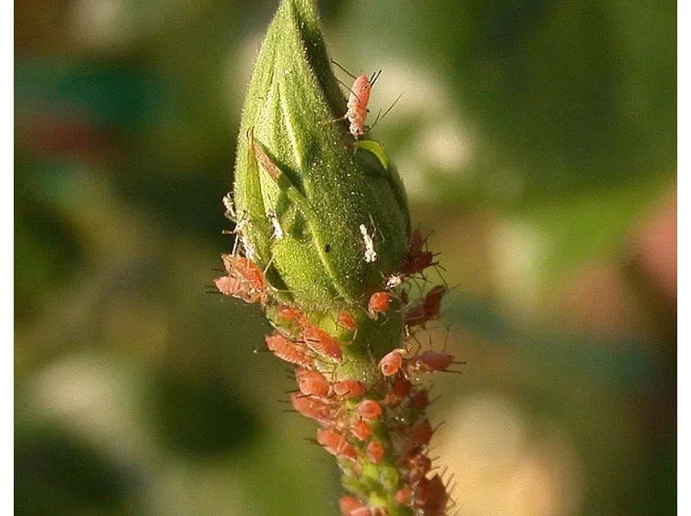 Pidocchi delle rose