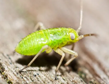 Pidocchi delle piante rimedi naturali