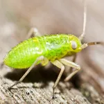 Pidocchi delle piante rimedi naturali