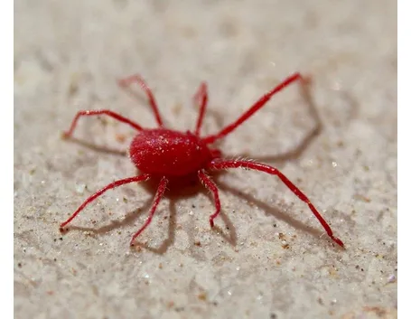 pidocchio rosso su muro