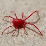 pidocchio rosso su muro