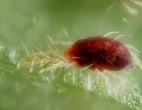foto al microscopio