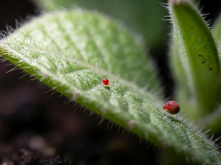 foto al microscopio