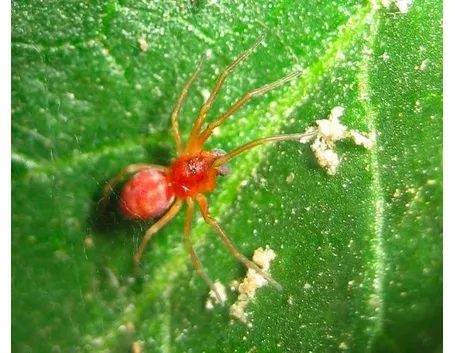 Ragnetto rosso rimedi