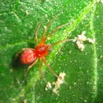 Ragnetto rosso rimedi