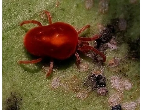 ragnetto travertino