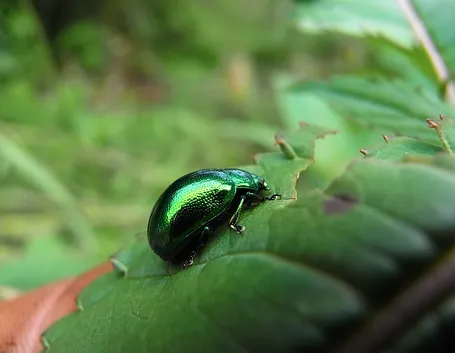 scarabeo