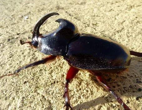 Scarabeo rinoceronte