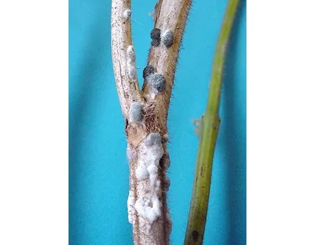 Sclerotinia