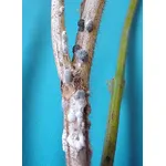 Sclerotinia