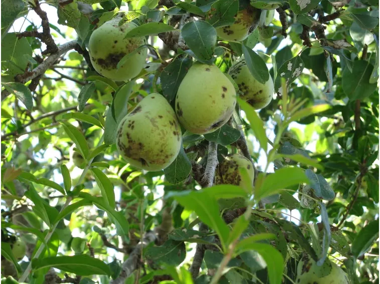 Ticchiolatura del pero