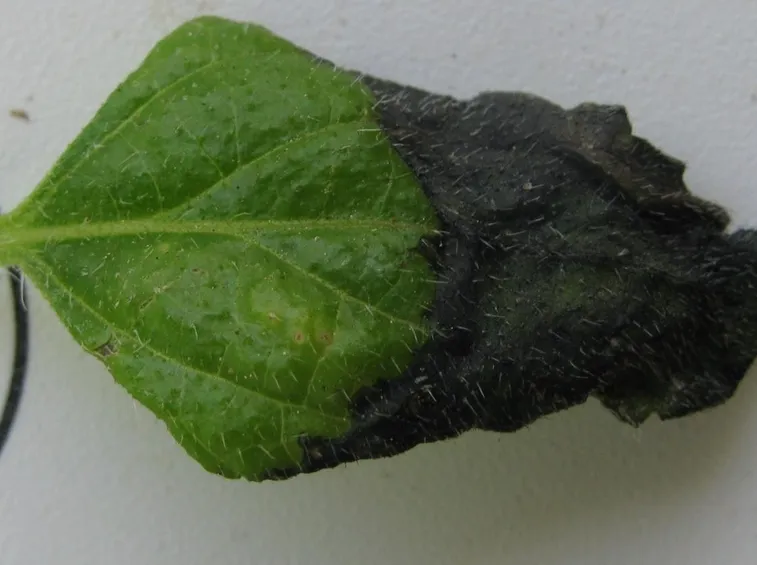 Ticchiolatura