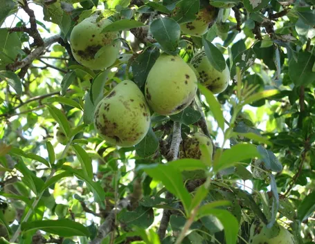 Ticchiolatura sui frutti