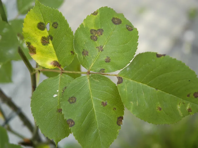 Ticchiolatura sulle foglie