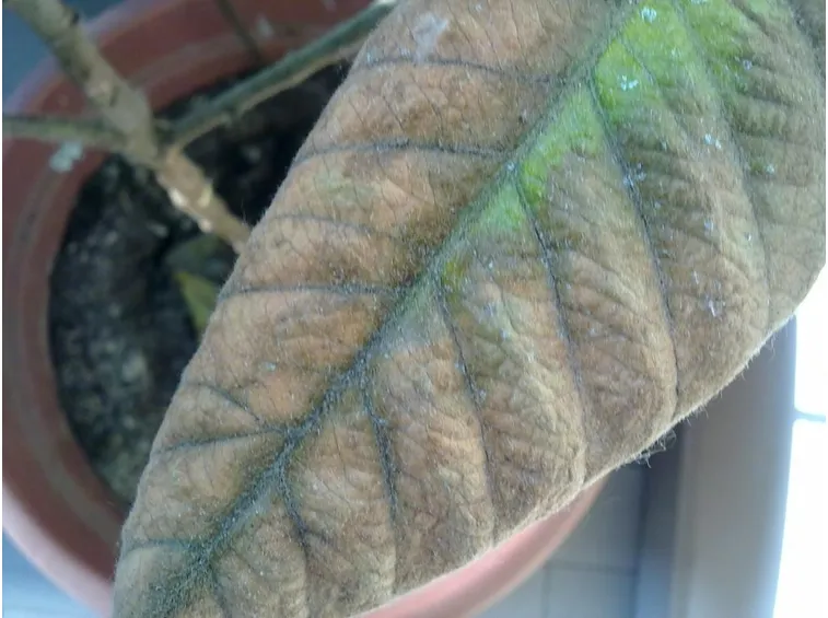 Ticchiolatura