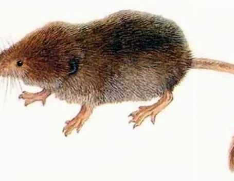toporagno