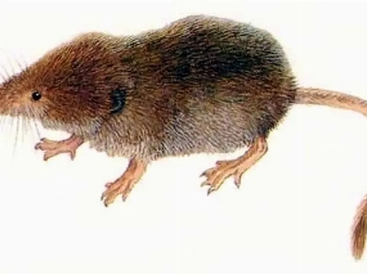 toporagno