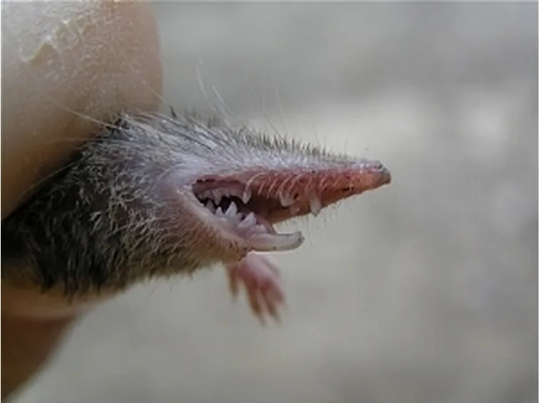 denti toporagno