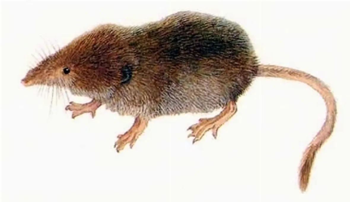 toporagno