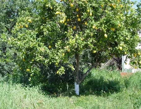 Albero di limone