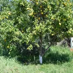 Albero di limone