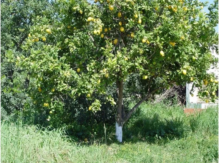 Albero di limone