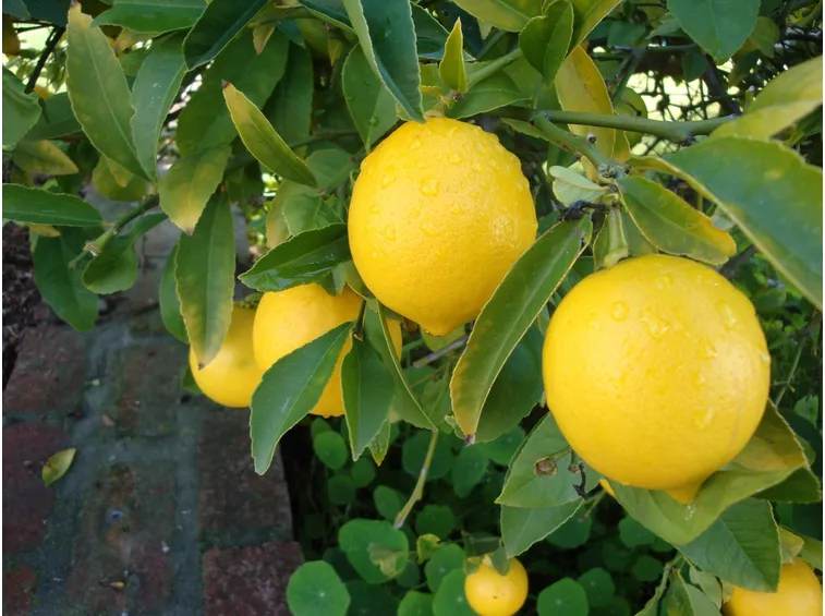 Limoni