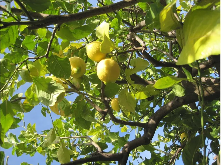 Albero di limone