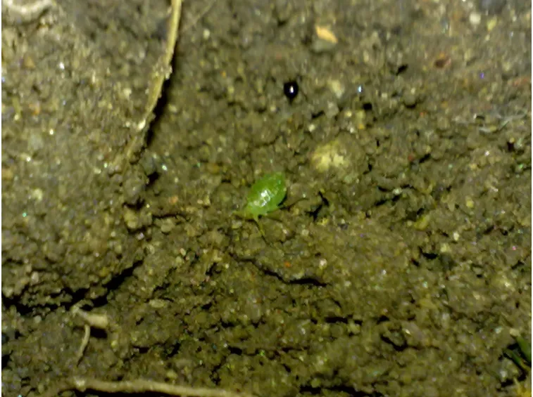 Afide verde