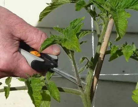 potatura