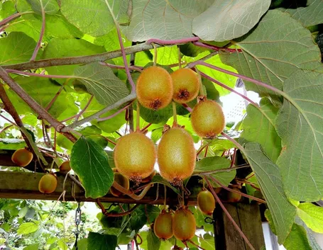 Frutti kiwi