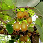 Frutti kiwi
