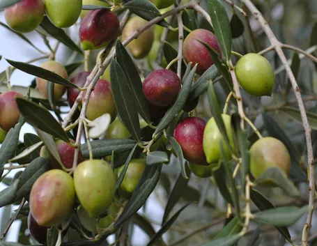 Frutti dell'albero d'ulivo