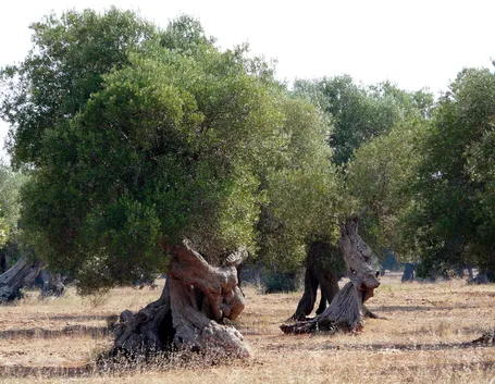Piante di ulivi