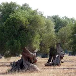 Piante di ulivi