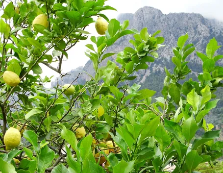 Albero limoni