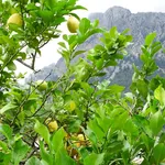 Albero limoni