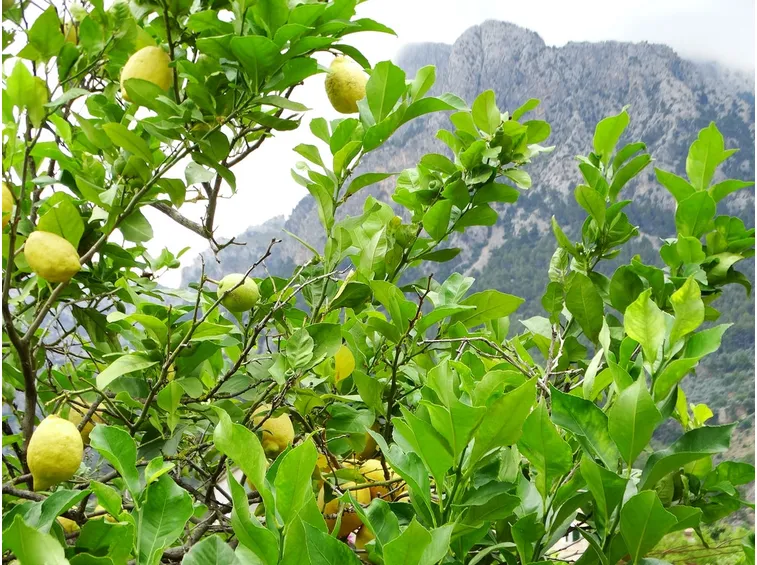 Albero limoni