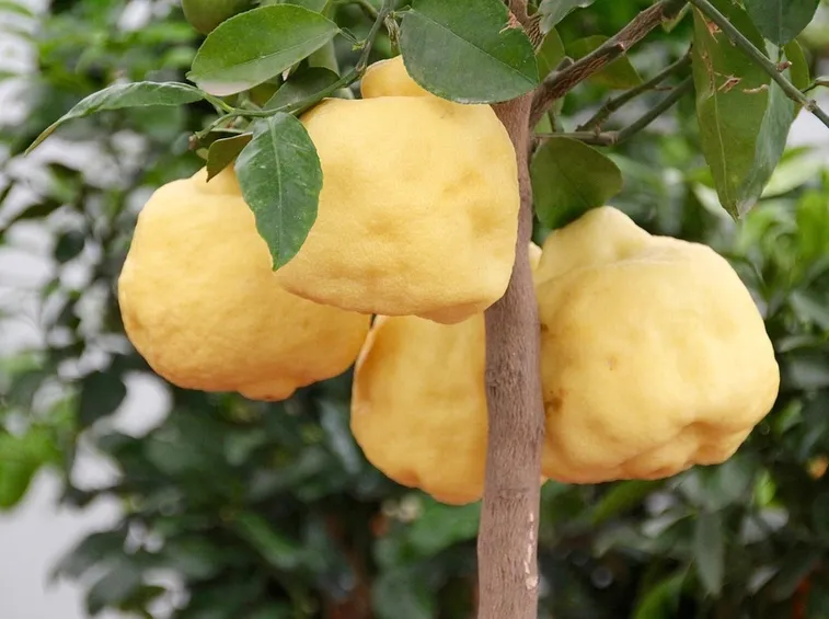 Limoni fiore