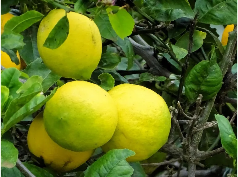 Fiore limone
