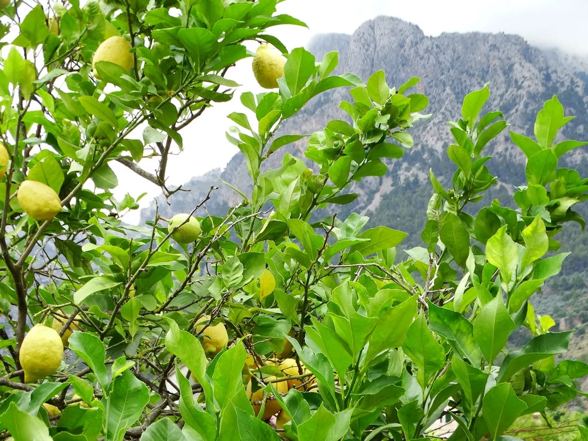 Albero limoni