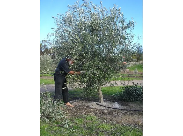 Rimozione del fogliame in eccesso